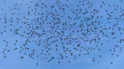 Fabián Burgos: un mundo de cielos y pájaros desconcertantes