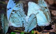 Escapada de cuento de hadas: el pueblo dónde se puede ver a la mariposa más patriota