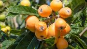 Mejor que el limonero: el árbol rústico que resiste heladas y brinda deliciosos frutos en primavera