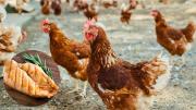 Casi nadie lo sabe: el pollo que comemos ¿es gallo o gallina?