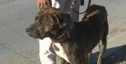 Video: Héroe de cuatro patas salva la vida de una recién nacida abandonada en medio de la basura en El Alto