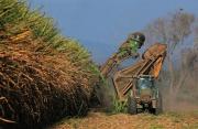 Zafra cañera en Santa Cruz registra un avance del 45%