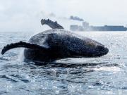 Su silencio nos preocupa: un estudio científico explica el misterio detrás del canto de las ballenas azules