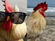 Video: el día en que un gallo conoció el mar, se viralizó y conmovió a las redes