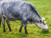 Las fabulosas vacas azules que se han salvado de la extinción