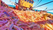 La pesca se hunde