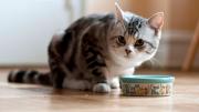 Día Internacional del Gato: por qué se celebra el 8 de agosto