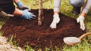 Por qué deberías colocar una cucharada de cáscara de huevo en tu árbol de cerezas