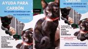 La historia de “Carboncito”, el gato que lucha por su vida y emociona a todo Mendoza