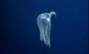 VIVO. Nueva expedición del Conicet en el fondo del mar con más hallazgos sorprendentes