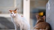Día Internacional del Gato: por qué se celebra el 8 de agosto