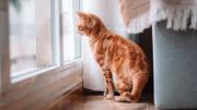 ¿Por que se celebra el Día Internacional del Gato?
