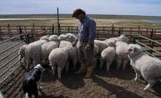 Tras la suspensión de exportaciones a Chile, los productores ovinos temen fundirse y alertan por la pérdida de soberanía