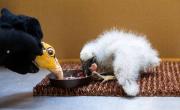 Cuidadores de zoológico de Praga recurren a marionetas para alimentar a las crías de buitre
