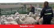 Carne Argentina: La oficialización de Chile es un mal mensaje a los mercados