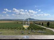 Los vinos de Moravia: discretos preferidos entre los conocedores