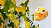 El idioma de las plantas: qué nos dicen las hojas del potus sobre su estado y bienestar