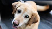 Qué significa que un perro tenga los ojos grises y cuándo ir al veterinario