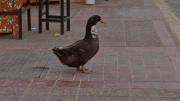 La dueña del pato Juan aceptó que el animal no podrá volver al puesto de flores