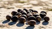 Colocar carozos de aceitunas al sol: por qué recomiendan hacerlo y para qué sirve