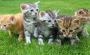 Día internacional del Gato: por qué se celebra tres veces al año y todos los secretos del felino