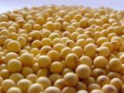Soja: aprobaron el uso de marcadores ópticos para la identificación varietal