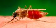 Brigadas técnicas intervienen en dos municipios de Pando para el control focos de malaria
