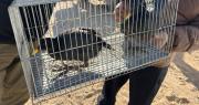 Secuestran gallaretas, loros y jilgueros en operativos en Sarmiento: también hallaron objetos robados