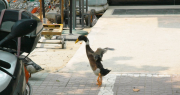 Acuerdo: cuál será el futuro del pato Juan, denunciado por picotear a un perro