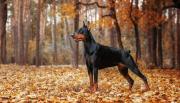 De cobrador de impuestos a perro de leyenda: la historia del Dóberman y su arribo a la Argentina