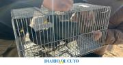 Tras dos allanamientos recuperaron 8 aves autóctonas y detuvieron a un hombre