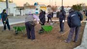 Avanza la colocación de césped en espacios públicos