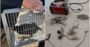 Secuestran aves autóctonas y elementos vinculados a robos en dos operativos judiciales en San Carlos y Sarmiento