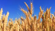 No es el trigo: ¿Cuál es el cultivo que más exporta Argentina?