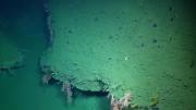 ¿Un fantasma en las transmisiones del CONICET bajo el mar? Las sorprendentes imágenes