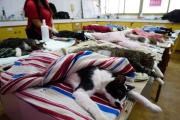 Neuquén realizó una masiva jornada de castración de gatos: turnos agotados y un récord histórico