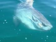 Pensaron que un tiburón se dirigía a su bote, pero descubrieron la verdad: Al menos mantuvieron la calma