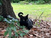 Pepper, el gato “científico” que descubrió dos virus: “No lo hubiéramos encontrado sin él”