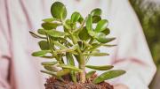 El ritual con el árbol de jade que te llenará de dinero