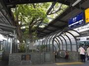 La increíble historia de la estación de trenes construida alrededor de un árbol mágico