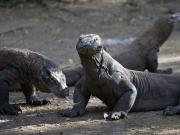 Dragones de Komodo tienen dientes con punta de hierro para desgarrar carne