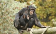 La risa convierte a los bonobos en optimistas