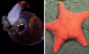 VIDEO. El pulpo Dumbo y la estrella de mar culona: último día de streaming del Conicet