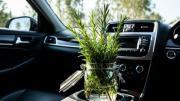 Planta de romero: por qué recomiendan tener siempre un frasco en el auto y para qué sirve