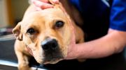 Qué significa que tu perro sacuda mucho su cabeza y por qué puede ser negativo