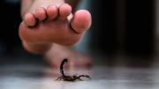 Escorpión venenoso: cómo actuar ante una picadura y cuáles son los síntomas