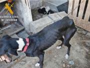 Encontraron 32 perros muertos de hambre en una granja