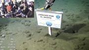 El pulpo Dumbo y la estrella de mar culona se despidieron del streaming del Conicet  