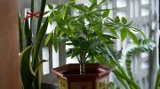 Mejor que el árbol de jade: la planta de tronco trenzado que exige pocos cuidados de jardinería y atrae dinero