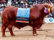 Récord histórico: pagaron 272 millones de pesos por la mitad de un toro Brangus